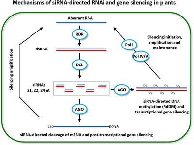 Small RNA-Omics for Plant Virus Identification, Virome Reconstruction, and Antiviral Defense Characterization